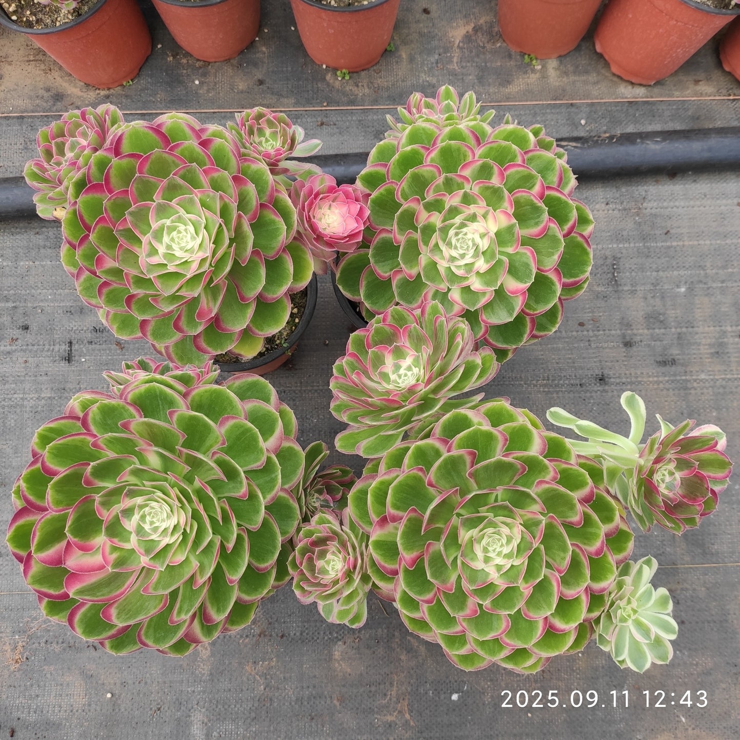 THH081 バンクェット(15cm pot)