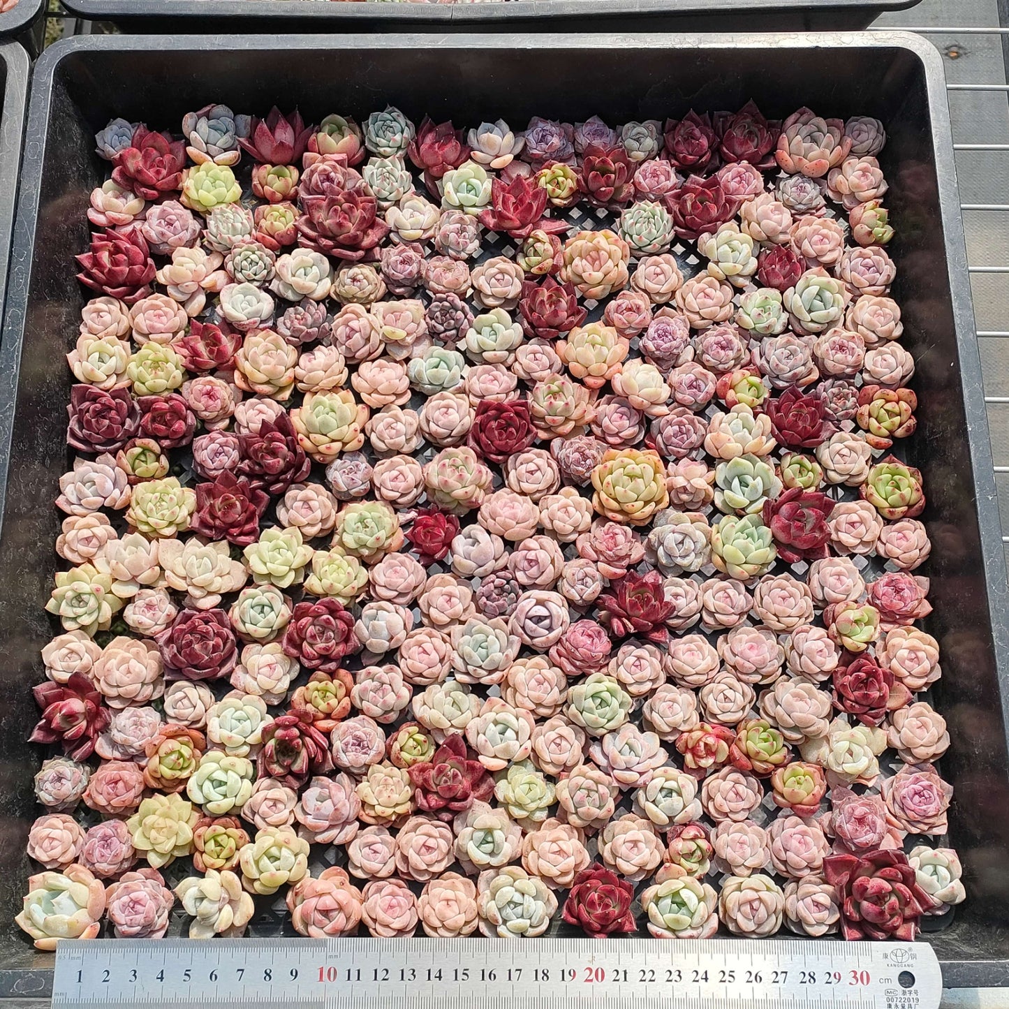 12719 ミックス苗