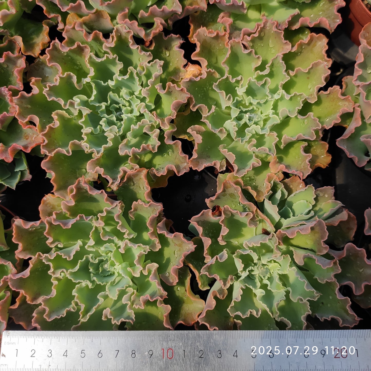 ZZA344 ブルーフォックス(11cm pot)