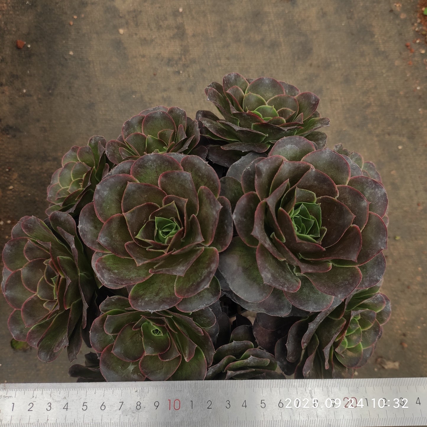 ON454 チャーム ゴールド(18cm pot)