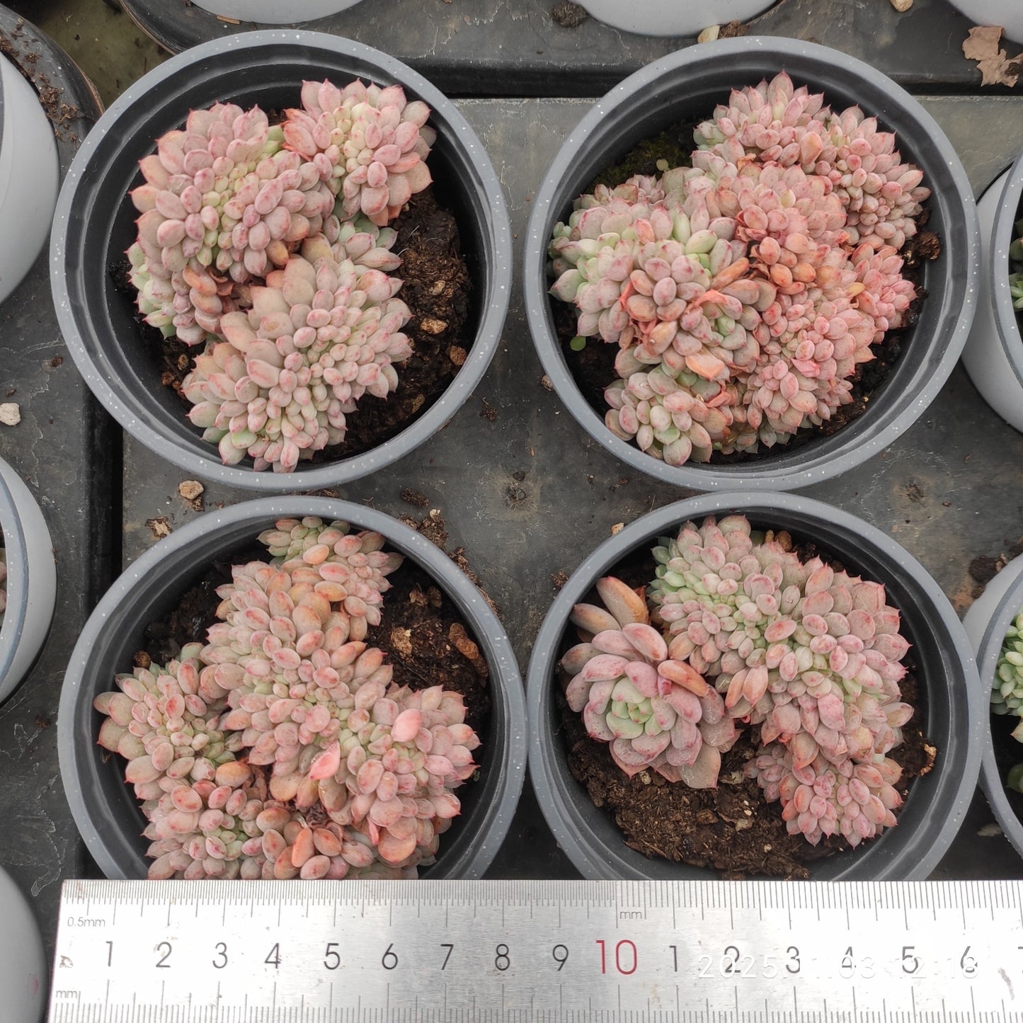 20098 マッチメーカー綴化(9cm pot)