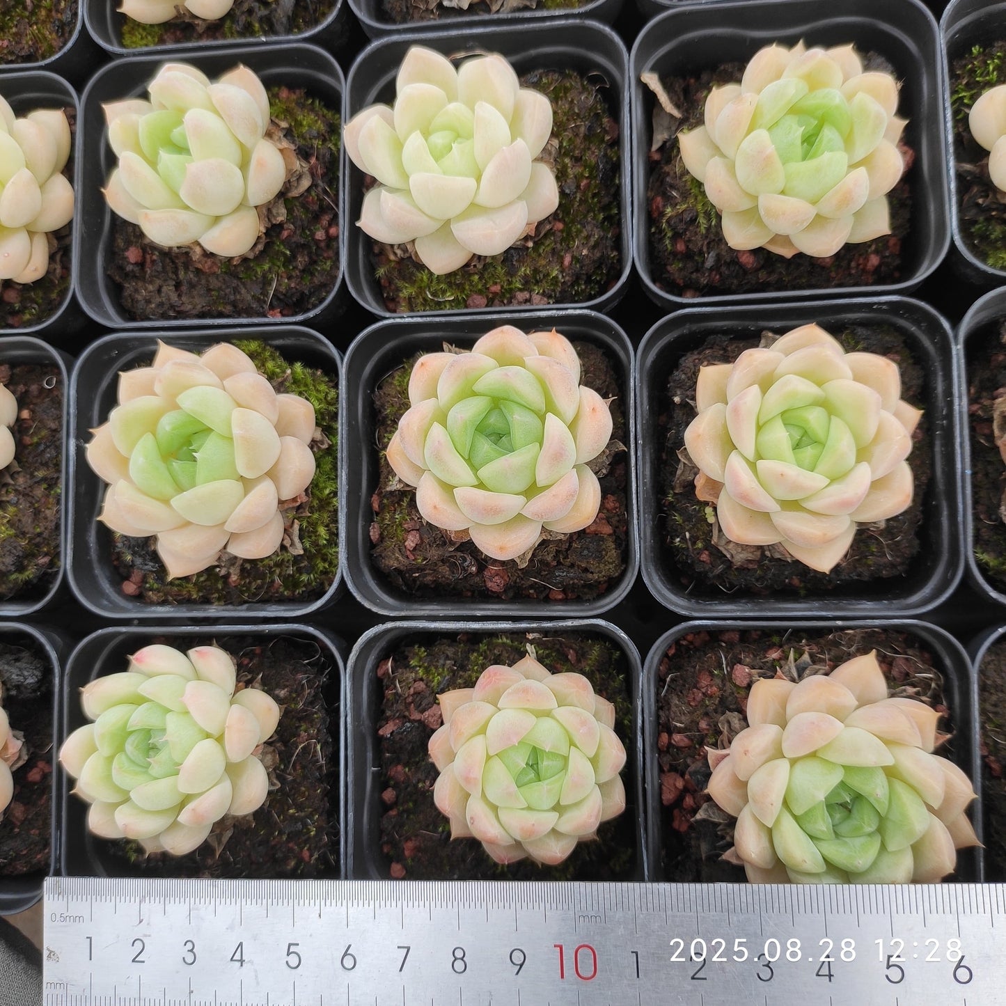 YBB202 ゴールデン ローズ(5.5cm pot)