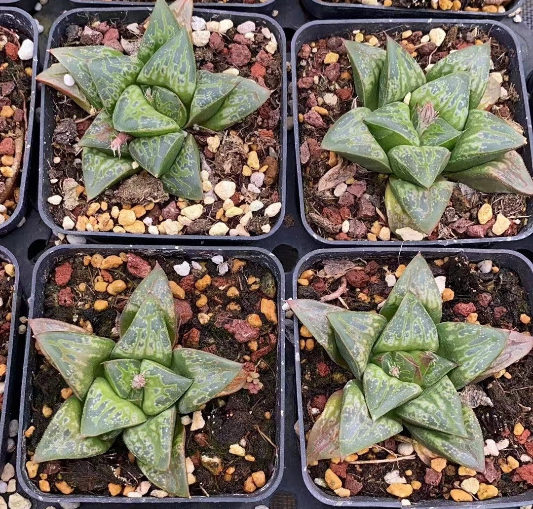 CS095 メリ—ゴ—ランド (7cm pot)