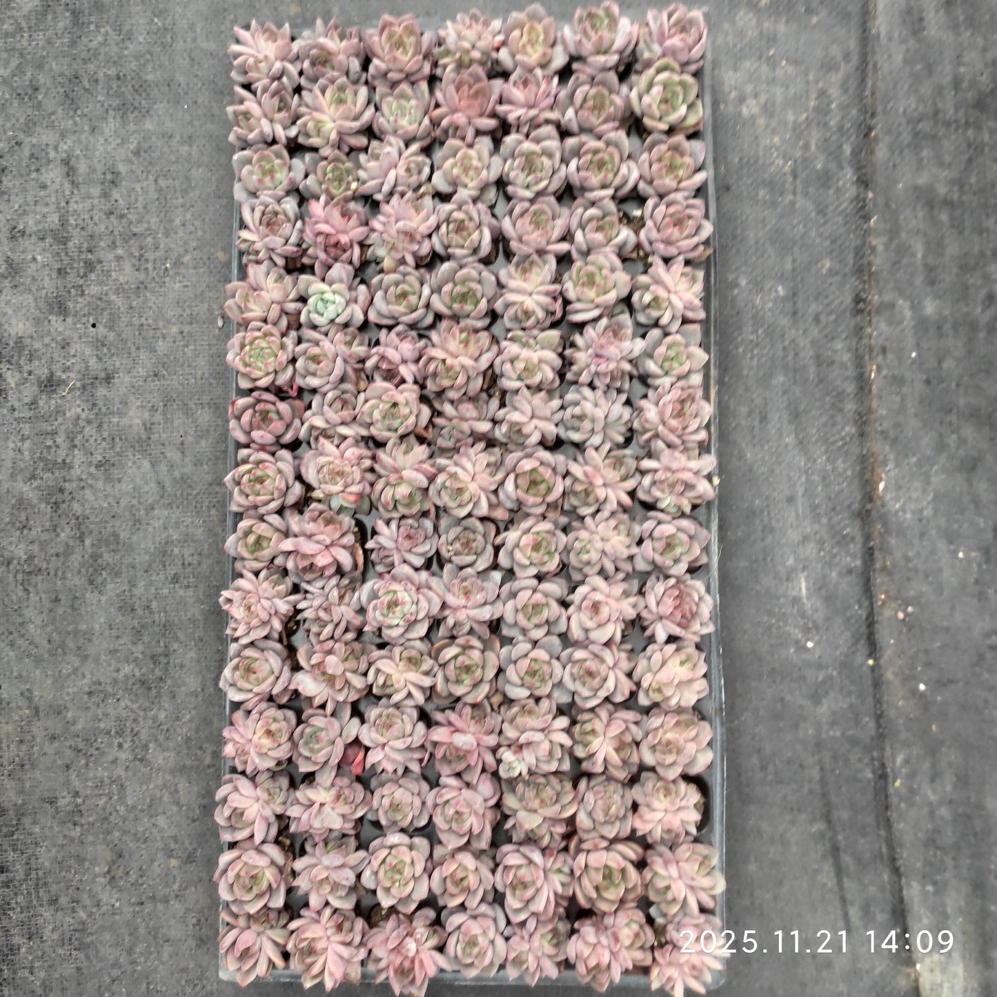 22145 オレンジモンローQ(3cm pot)(ポット苗)