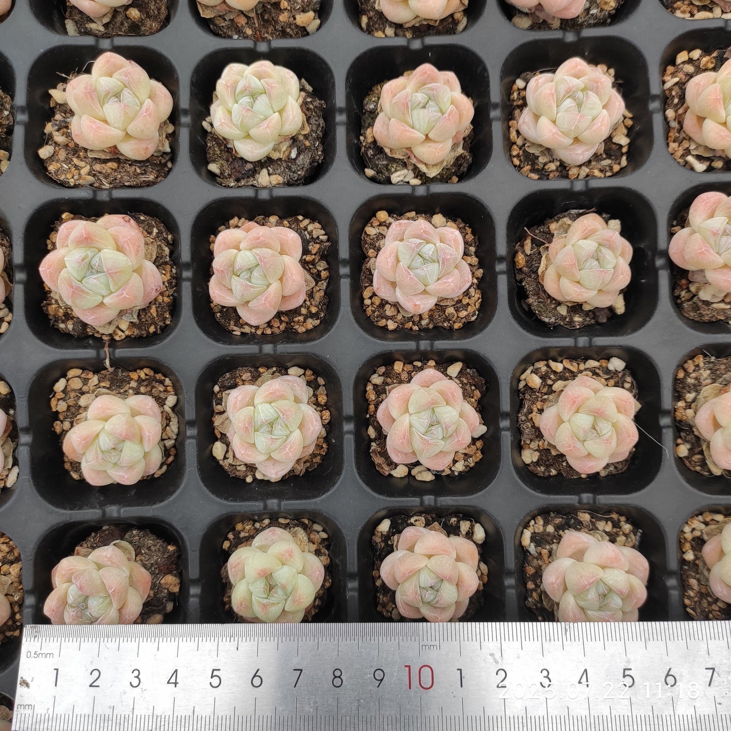 RC058 アイスグリーン(3cm pot)