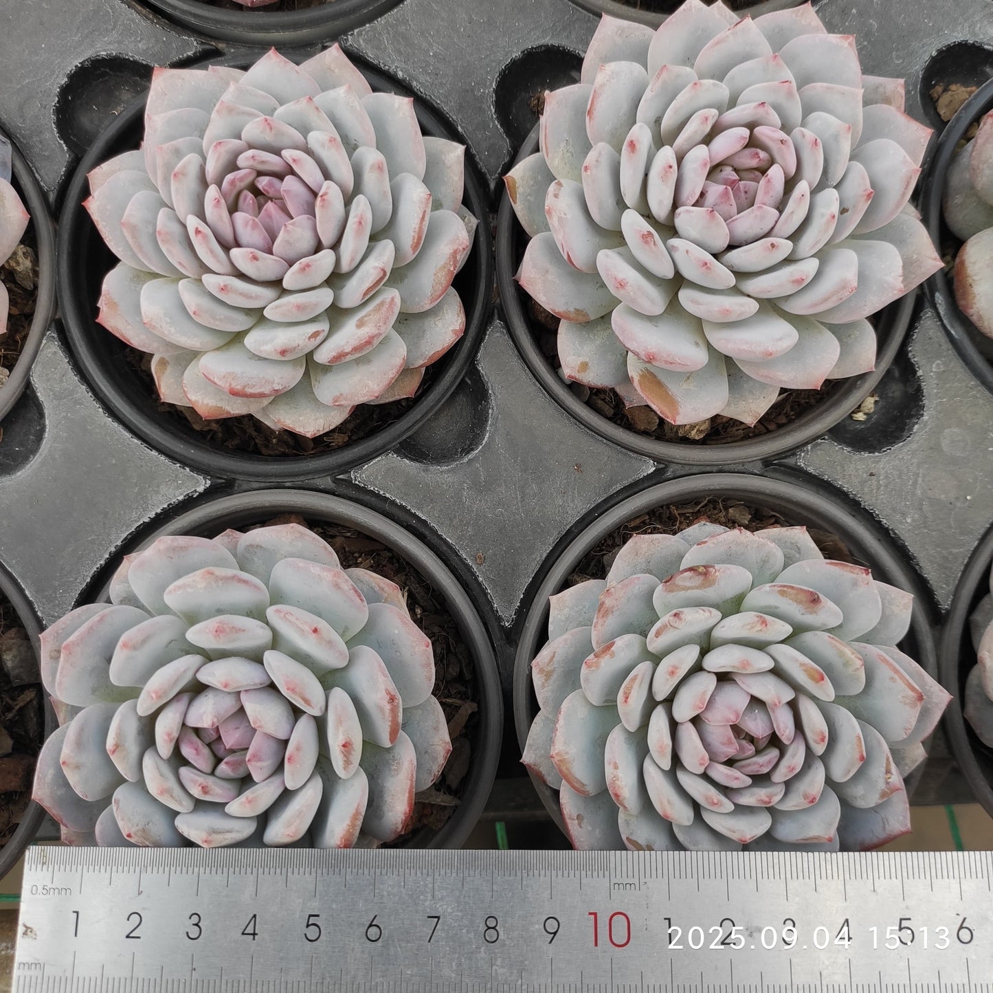 MMY608 ジェイドモンロー (9cm pot)