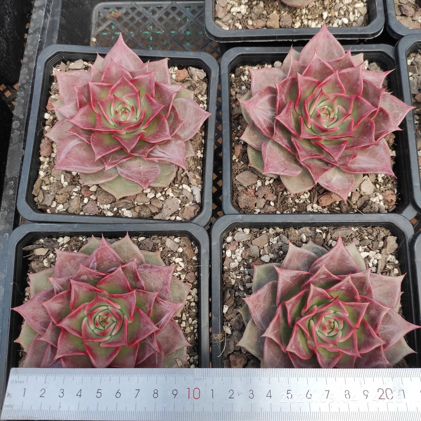 MMY1249 サマー ビューティー(14cm pot)
