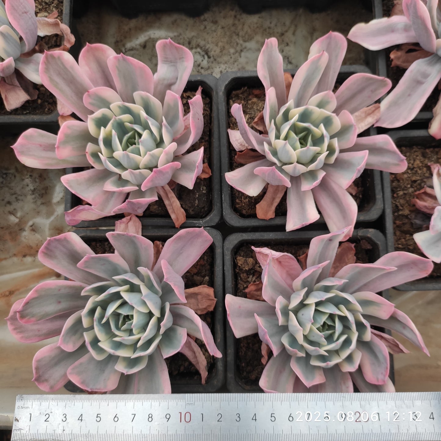 THH047 インブリカータ錦(12cm pot)