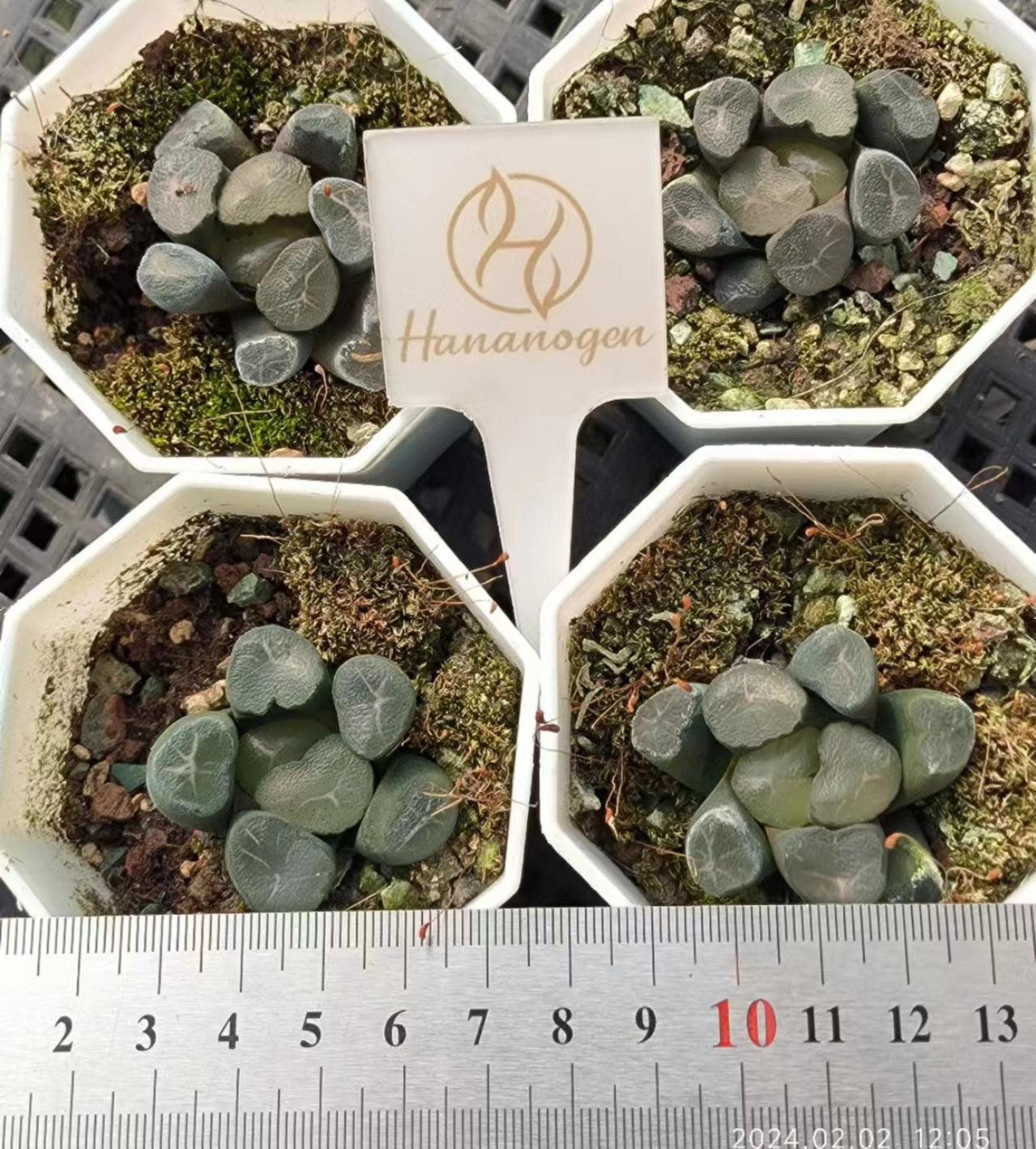 1434 春星 ハルホシ