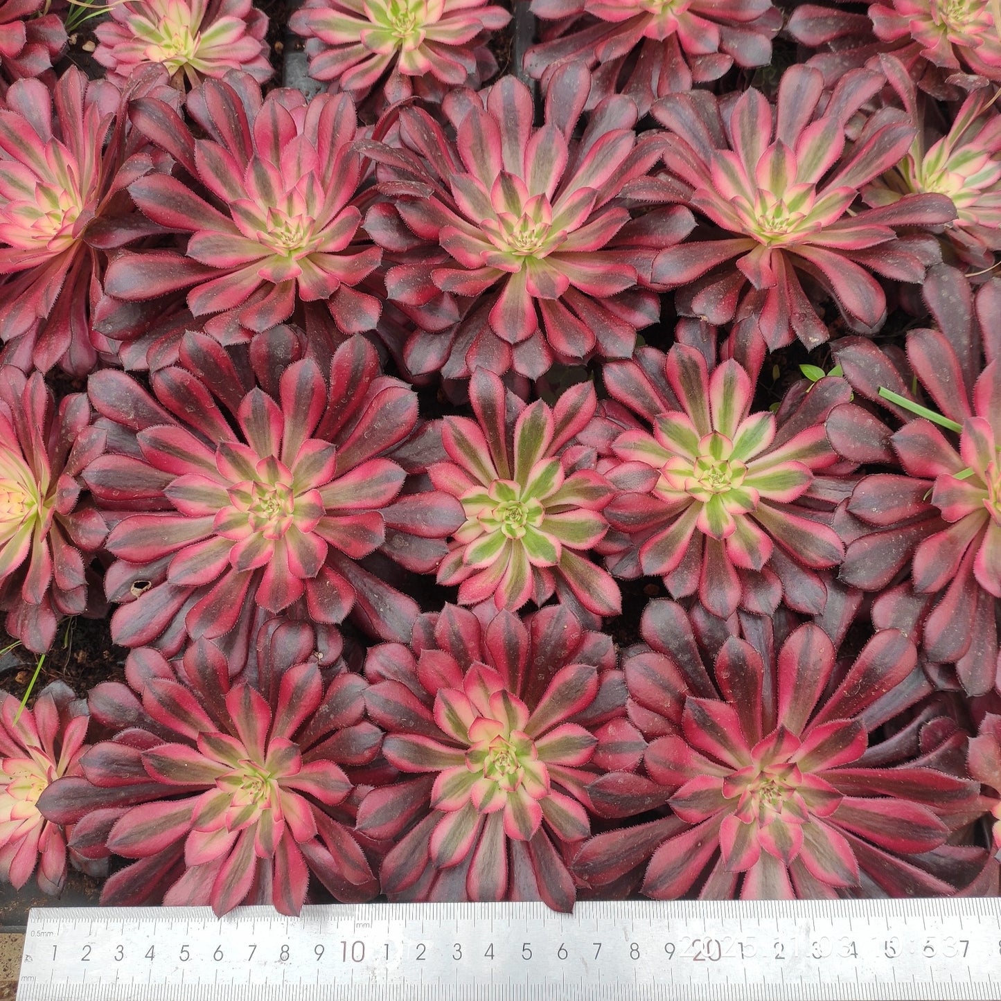 21301 コパー ポット錦(9cm pot)