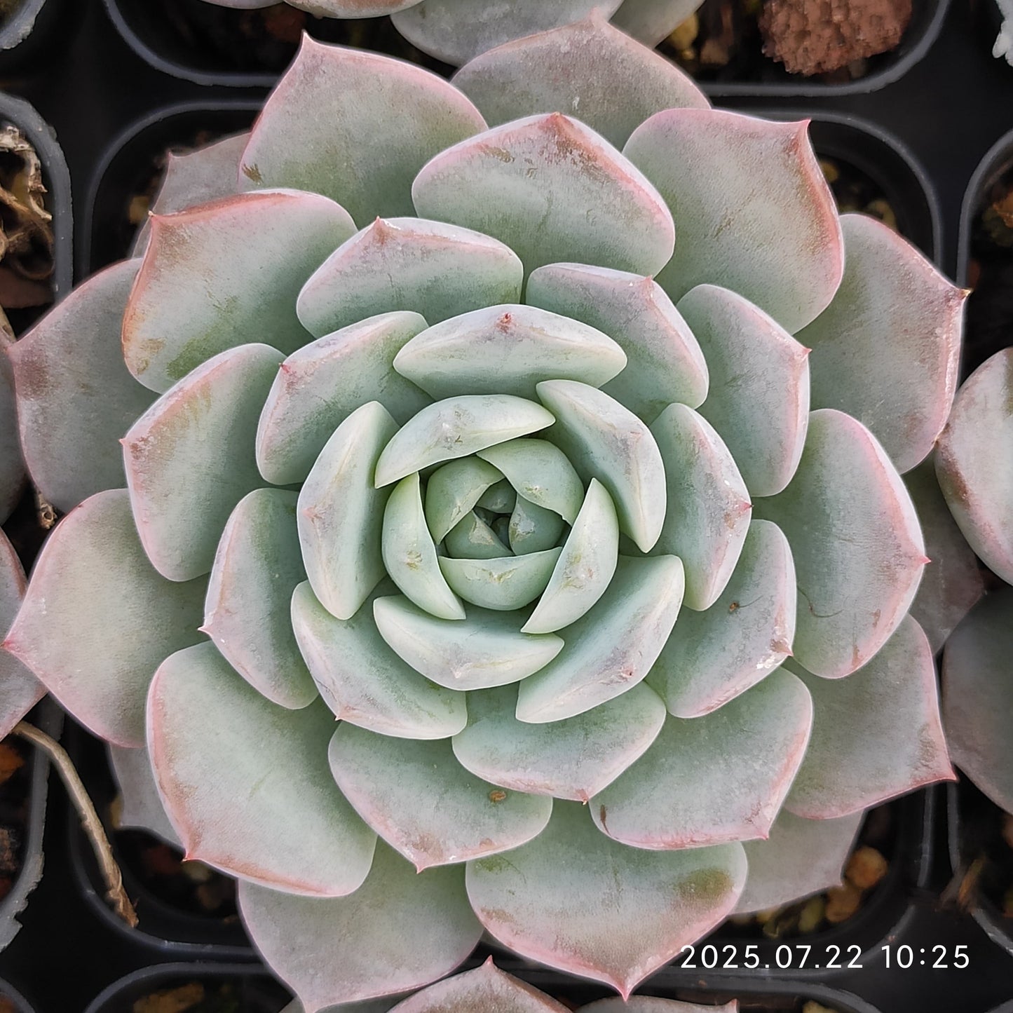 RC098 ピュアラブ(7cm pot)