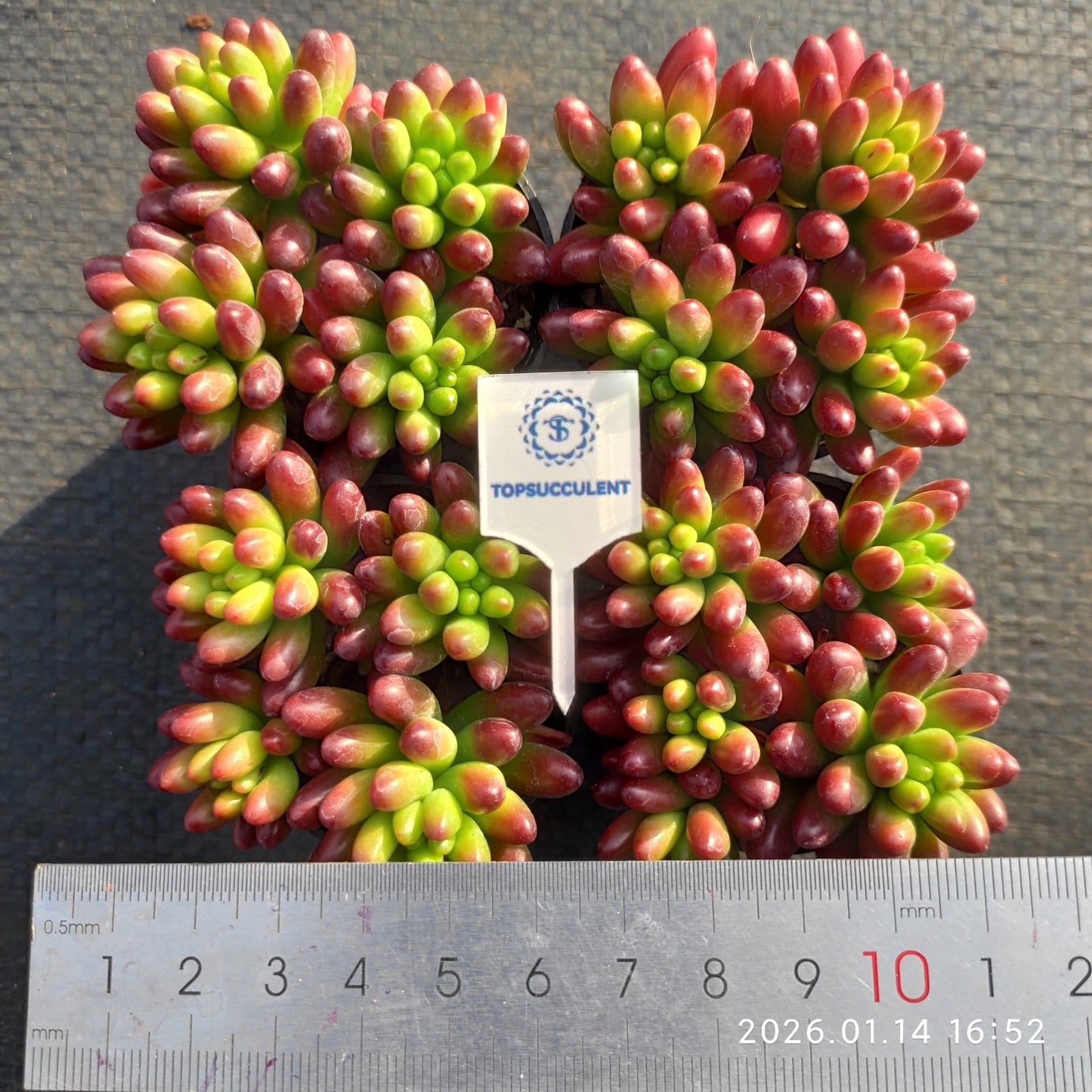 24768 クラウセン