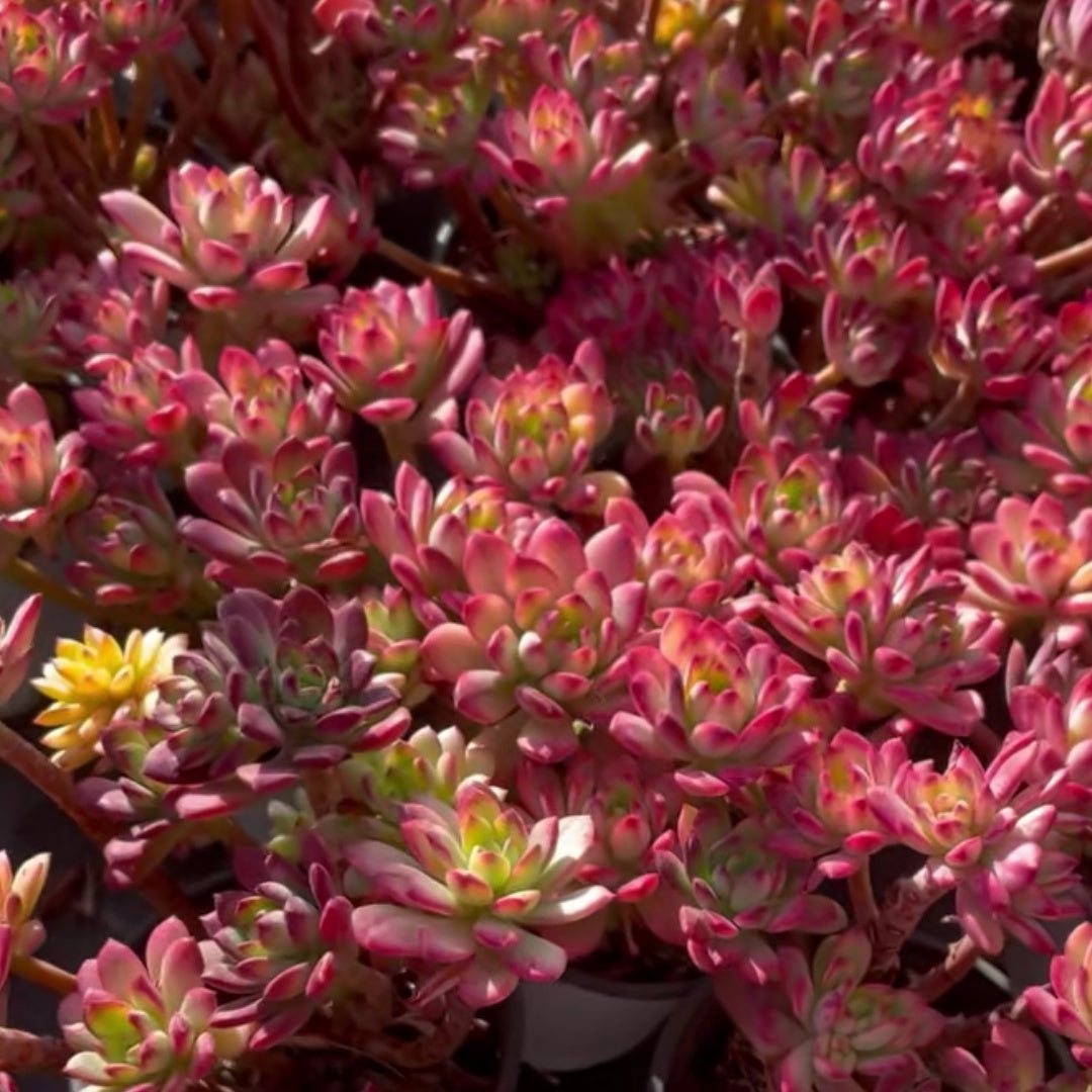 23562 ミニベル錦(12cm pot)