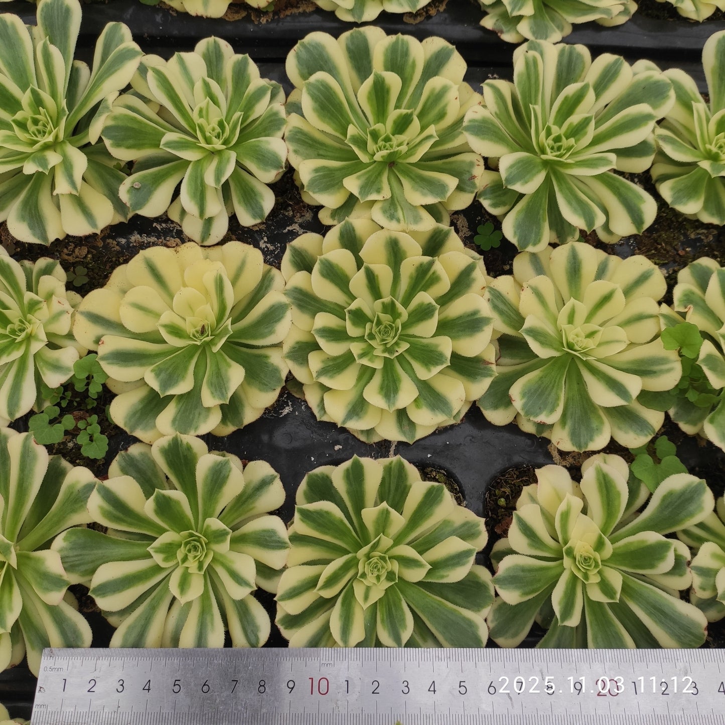 16520 アエオニウム マバハ(9cm pot)