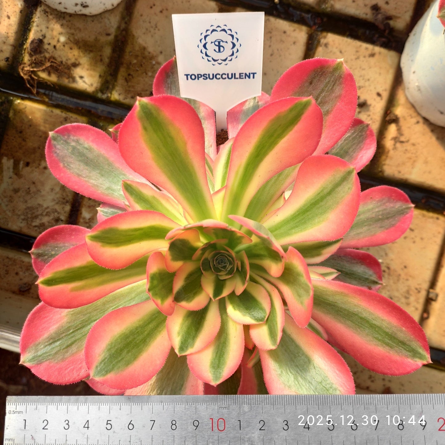 24035 アエオニウムピンクガール