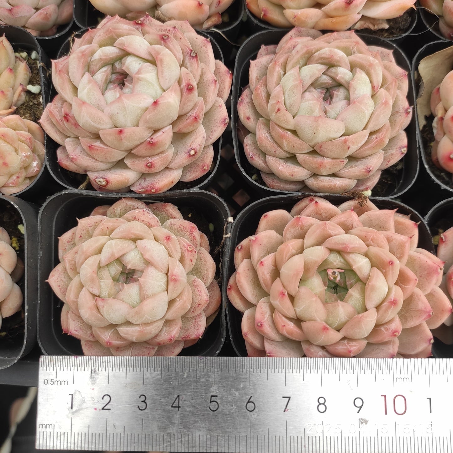QN826 マルギャン x ドリーム ローズ(50cm pot)