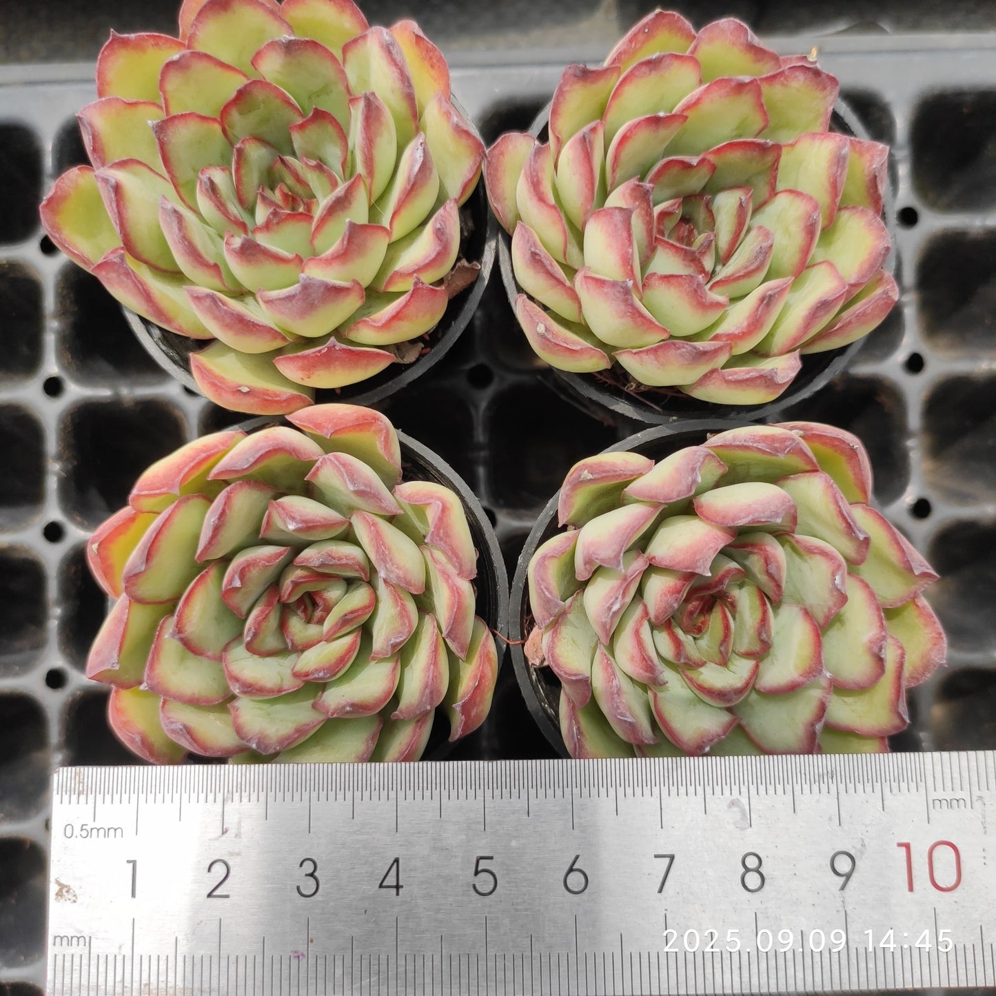 MMT799 メキシコプリドニス(5.5cm pot)