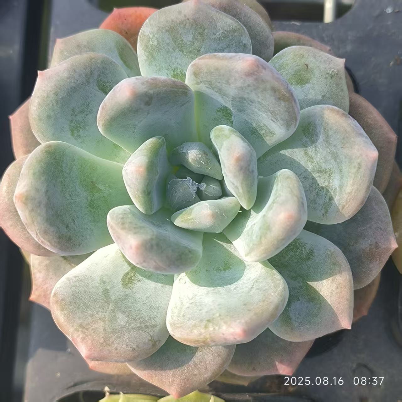 LG787 マルヒメ(6.5cm pot)