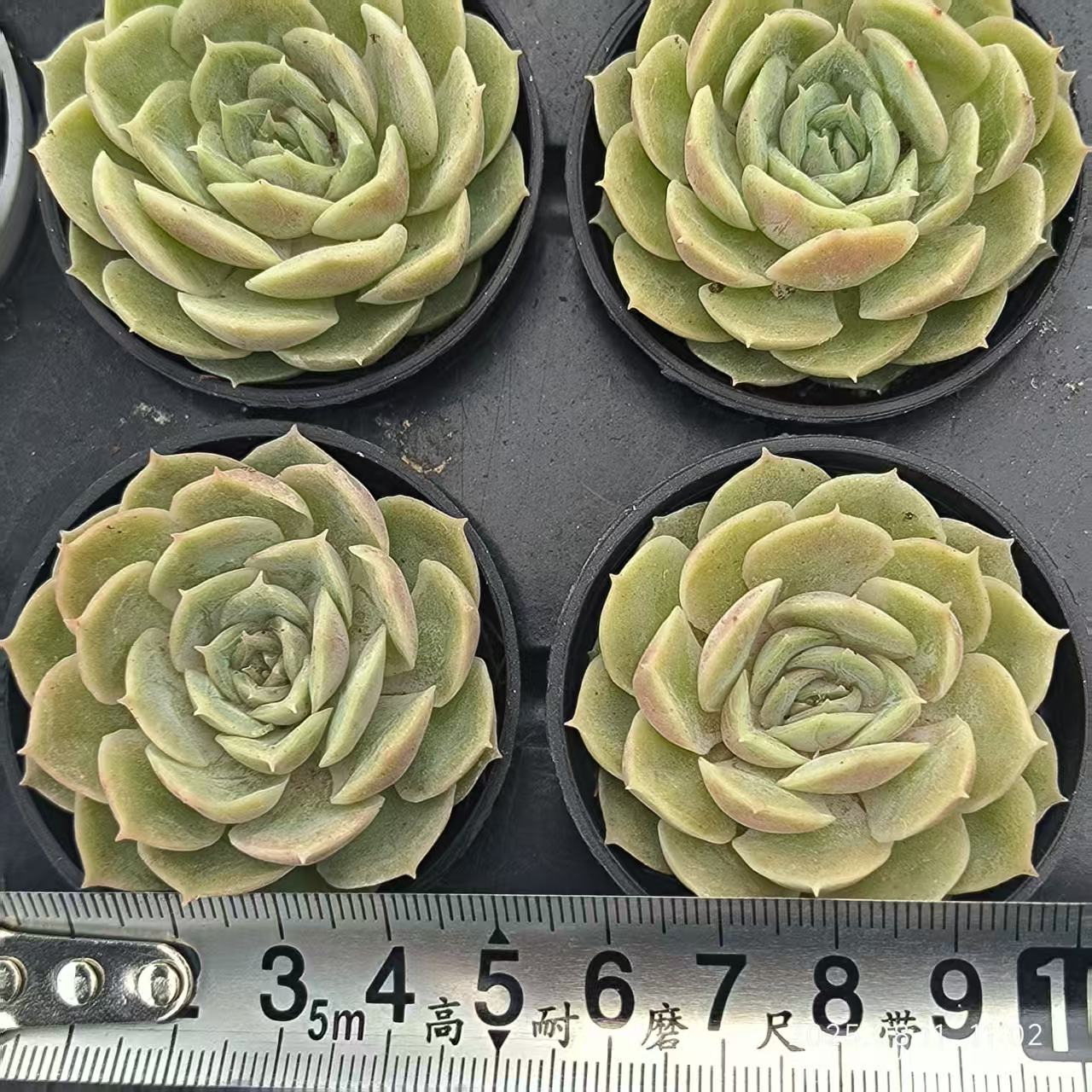 JC025 オウンスロー (5cm pot)