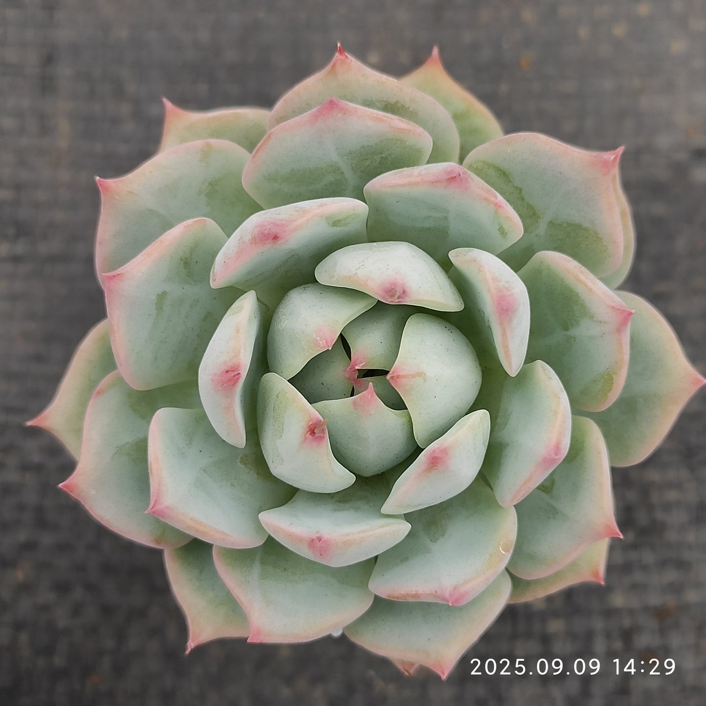 MMT791 プリズム(5.5cm pot)