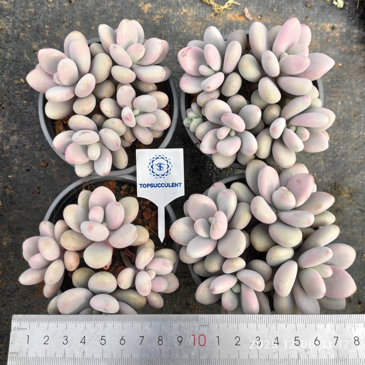 23288 アメジスチヌム