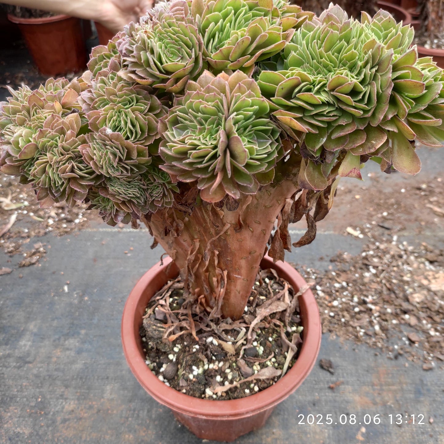 BC024 アエオニウム ハロウィン綴化(17cm pot)