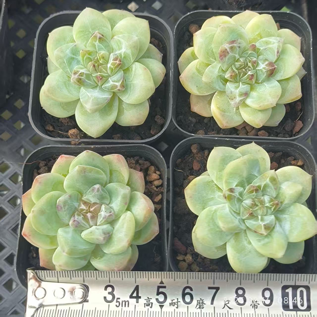 LG746 フォーティチュード (6.5cm pot)