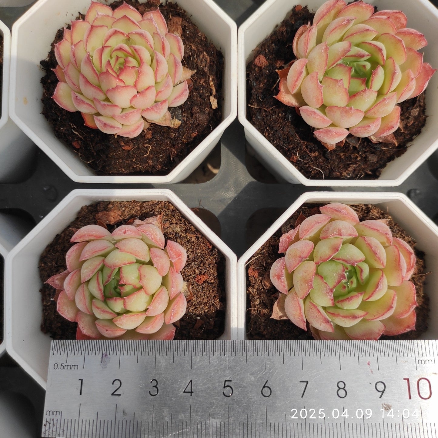 YBB239 ドリーム トーク ローズ(50cm pot)