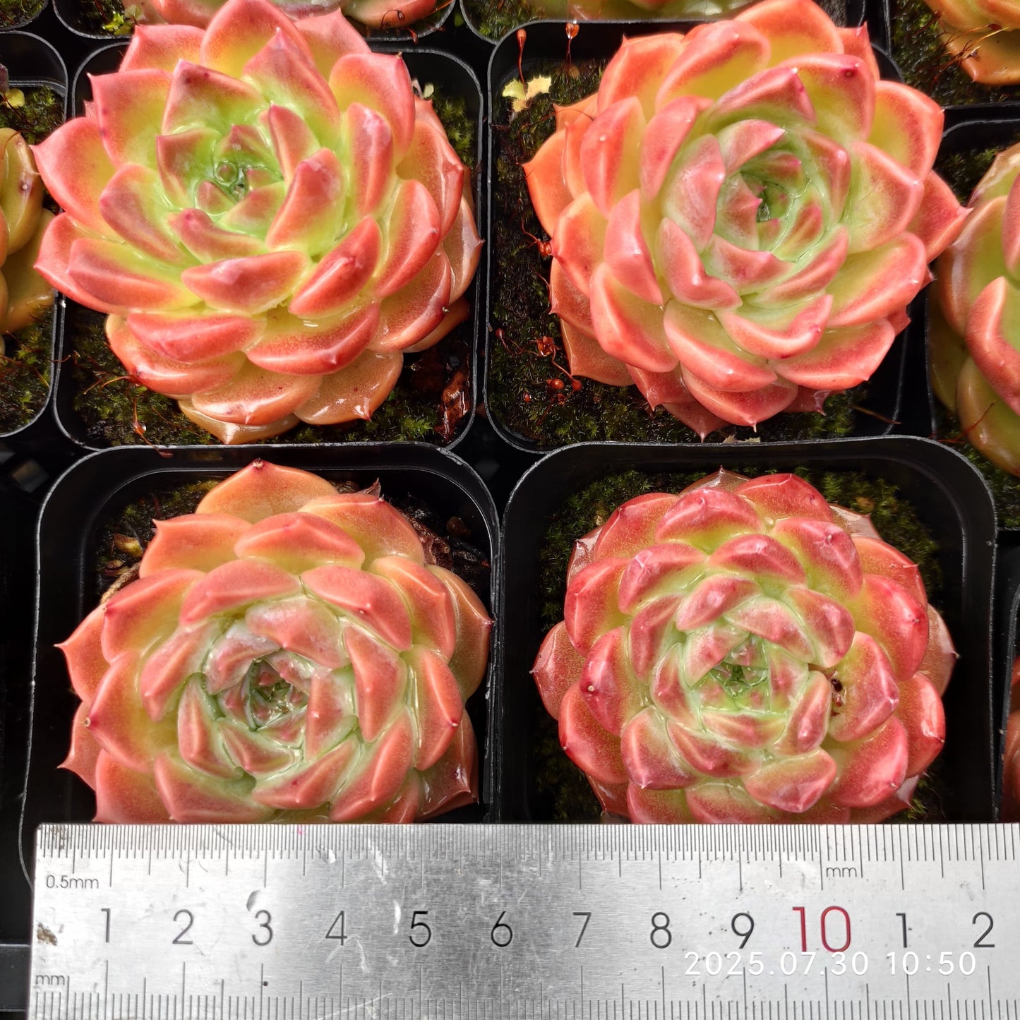 QN518 ヘレナ(6.5cm pot)