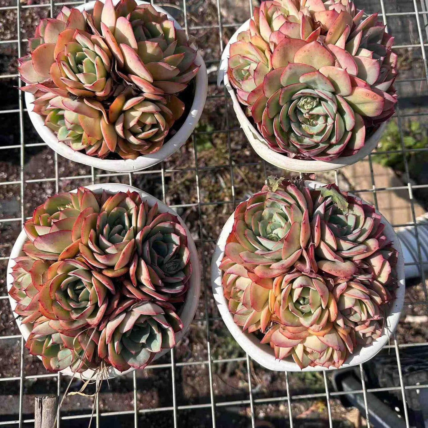 21296 モダンジェオン