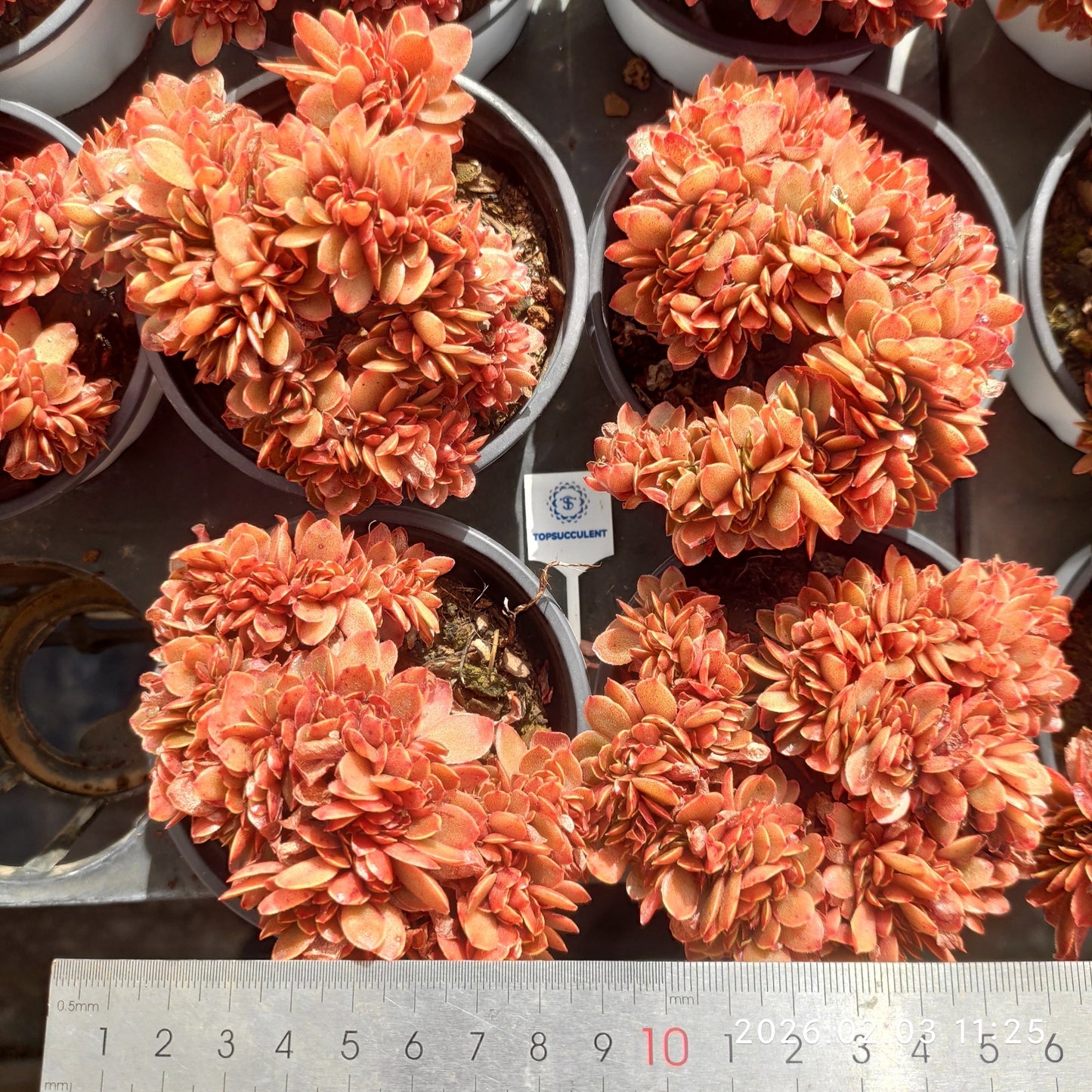 25607 キャンディー綴化