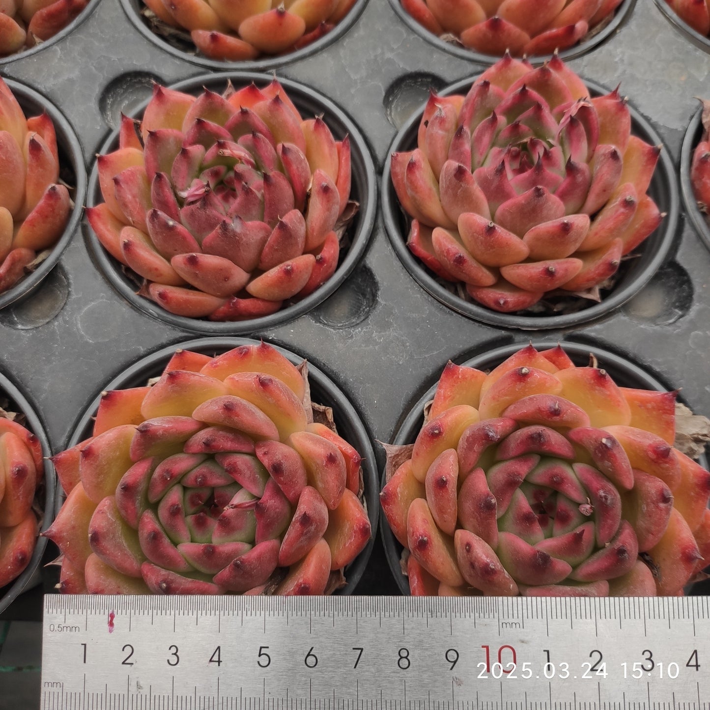 MMY594 フランク(9cm pot)