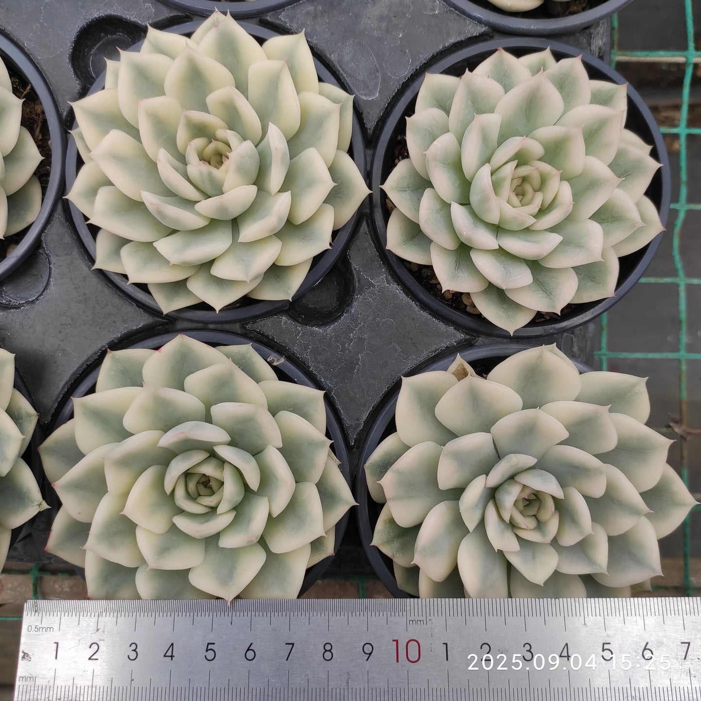 MMY1031 ムーン フェアリー錦(9cm pot)
