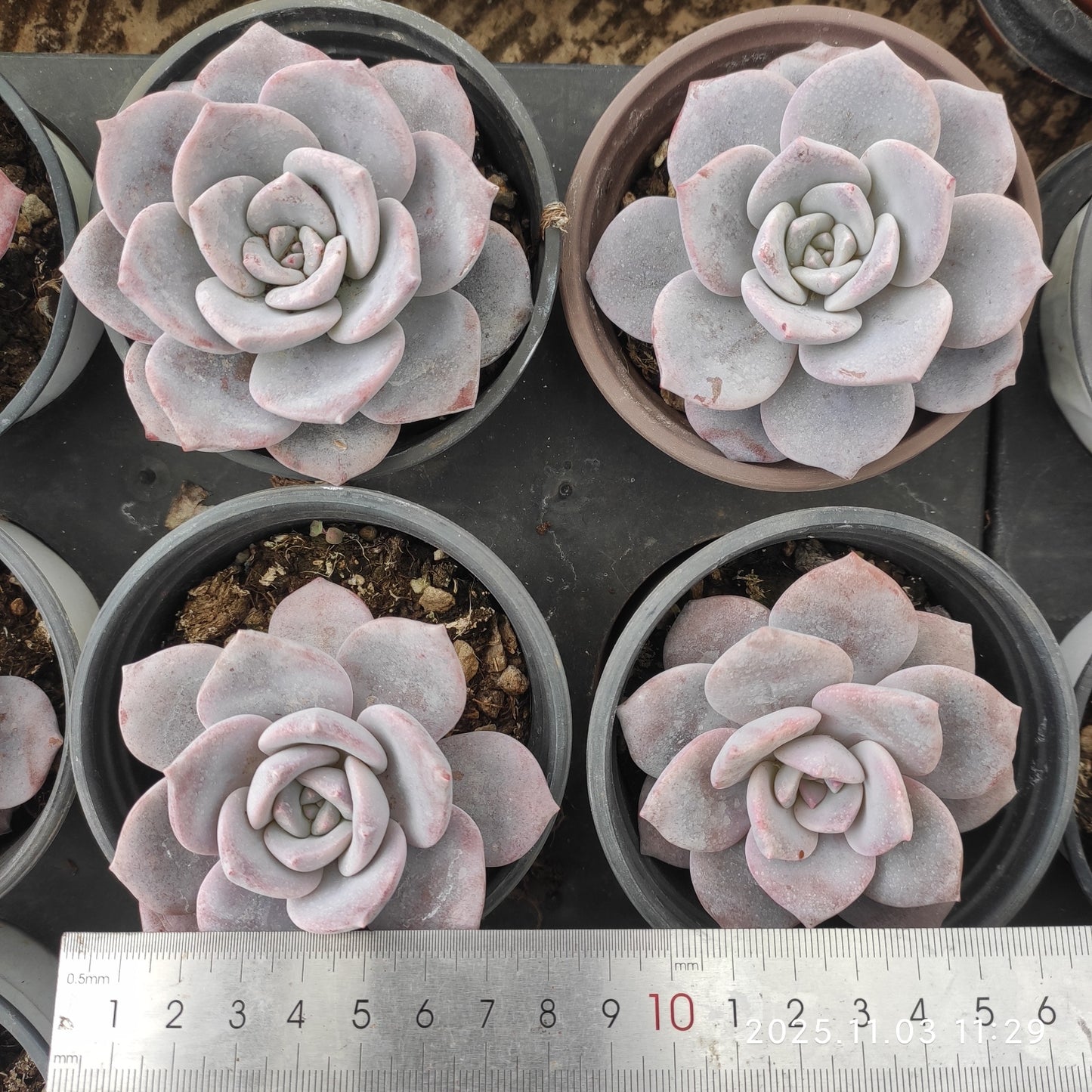 12225 サクラスノー(9cm pot)