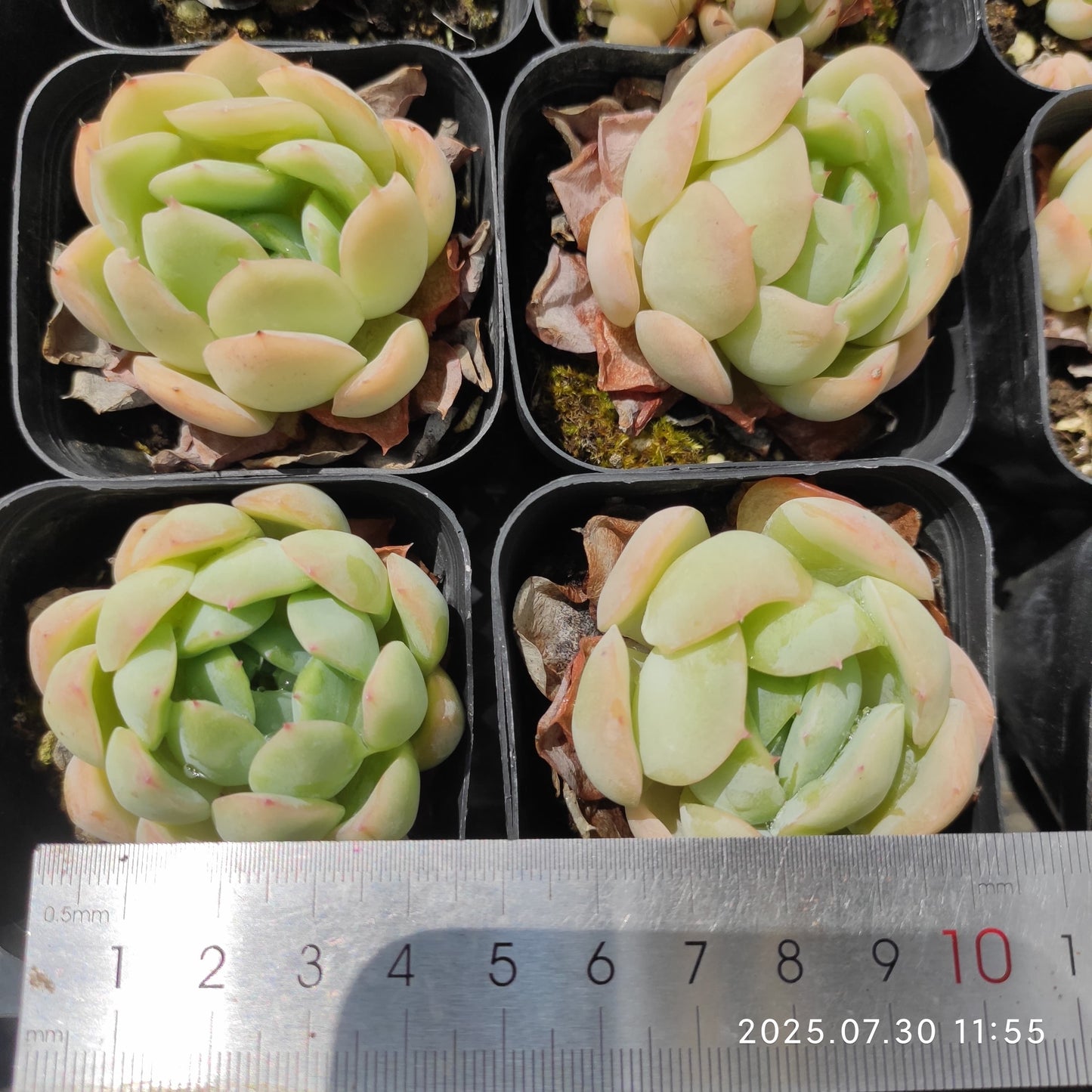 QN840 レッド エレガンスHyb(6.5cm pot)
