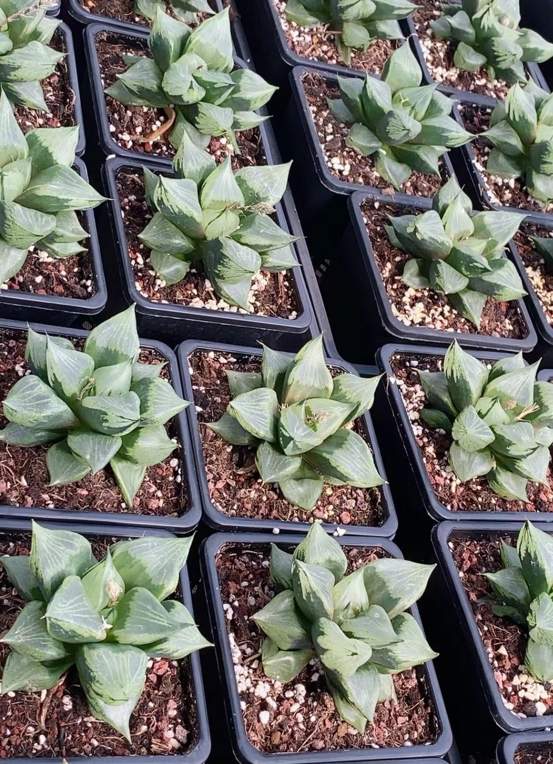 CS126 B型コンプトミュータント (7cm pot)