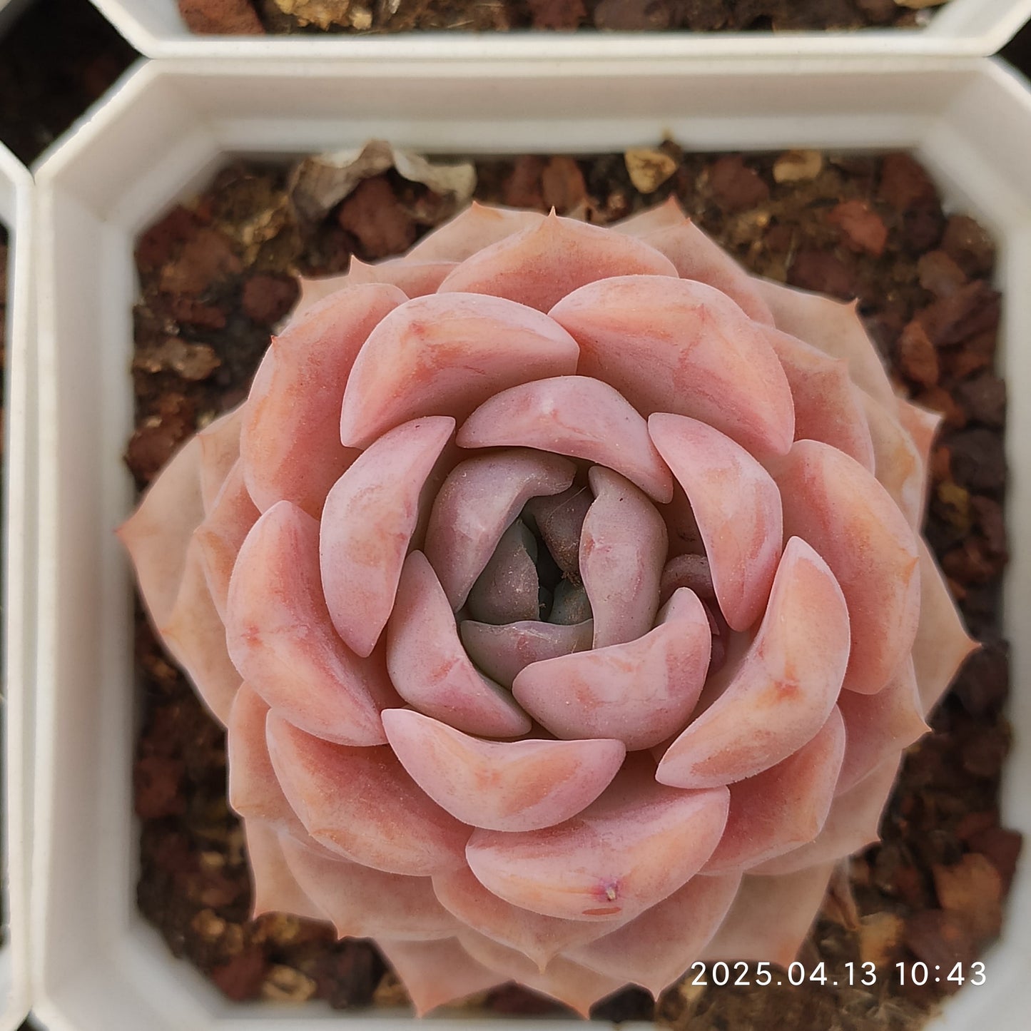 LMM203 エリークィーン (7cm pot)