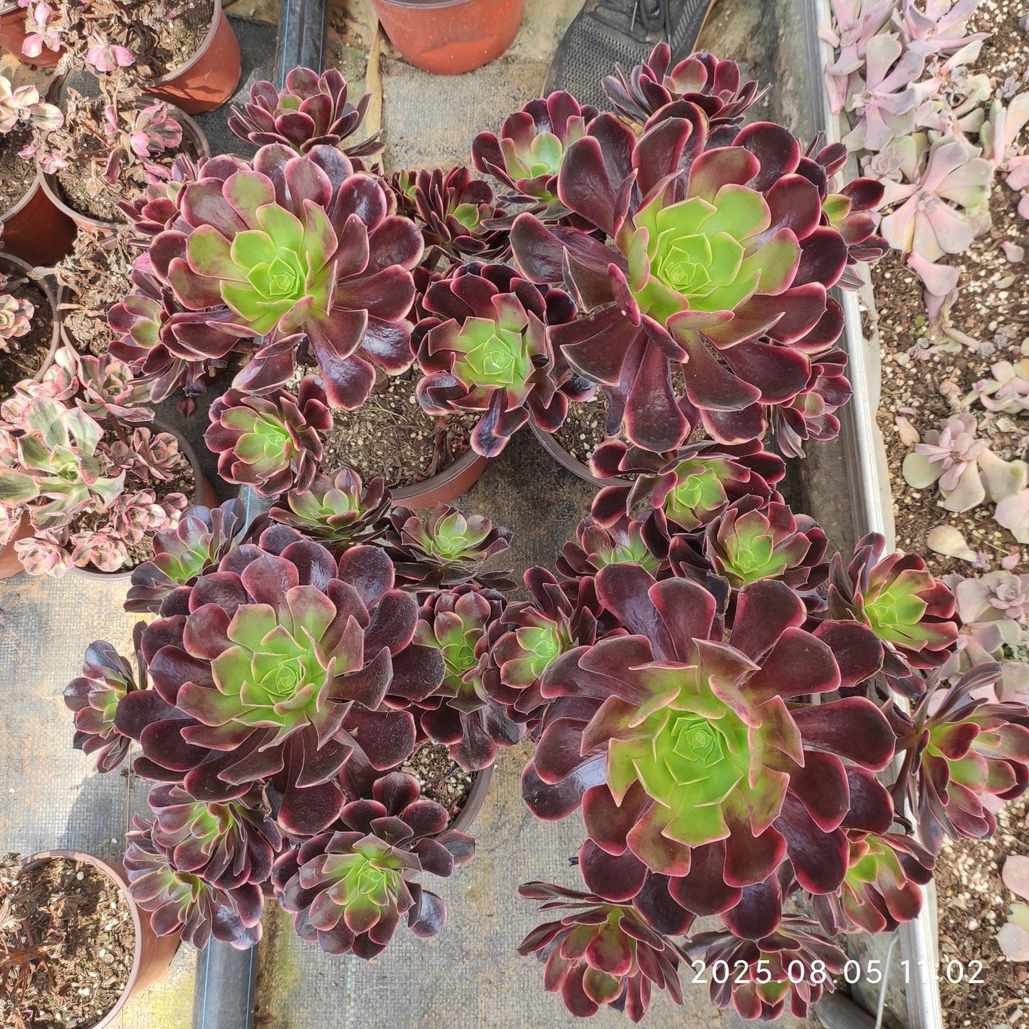 GDX007 オキャリー(18cm pot)