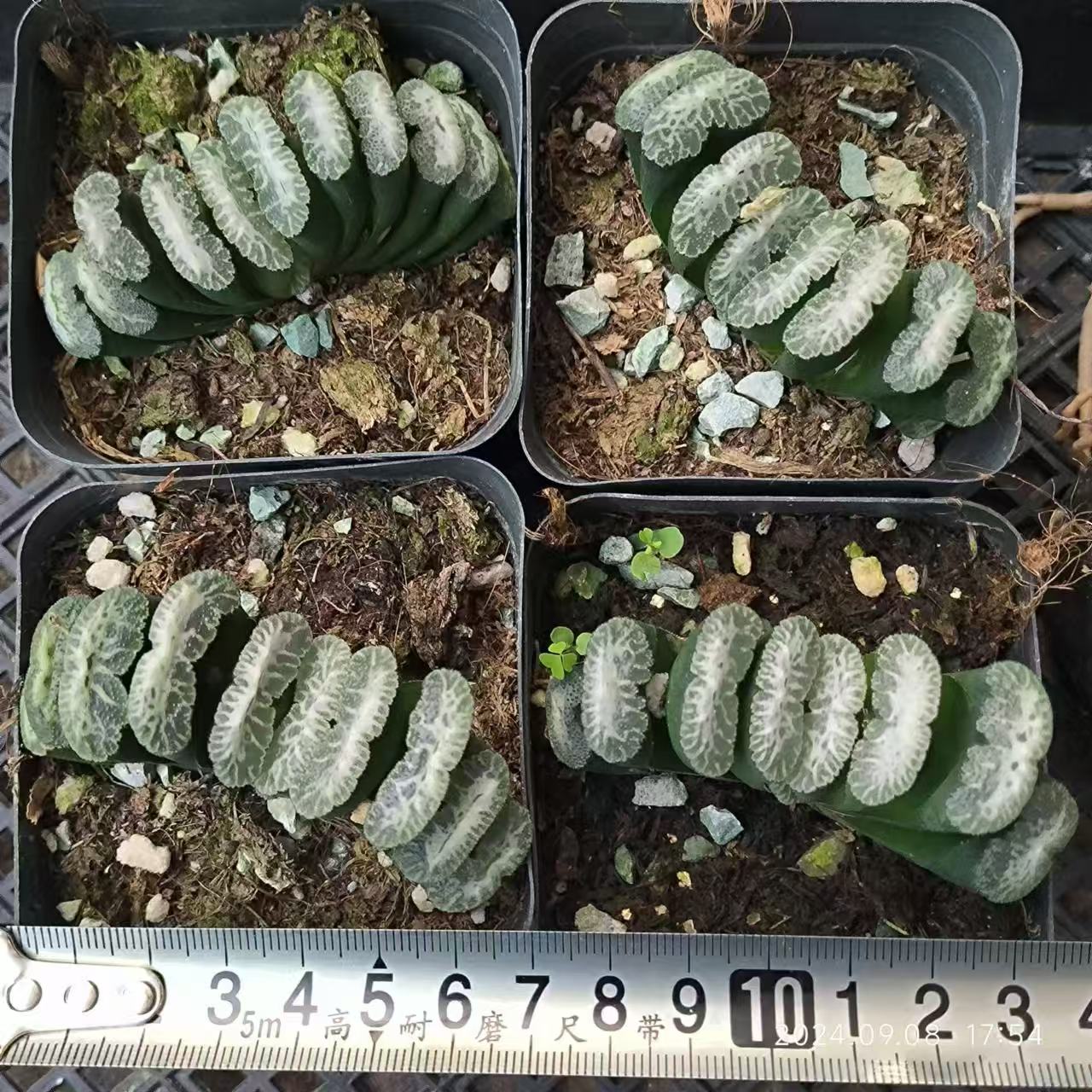 13176 大雪山 ダイセツザン