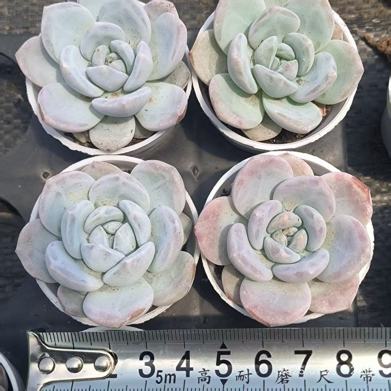 XL083 スノーピーチ(5cm pot)