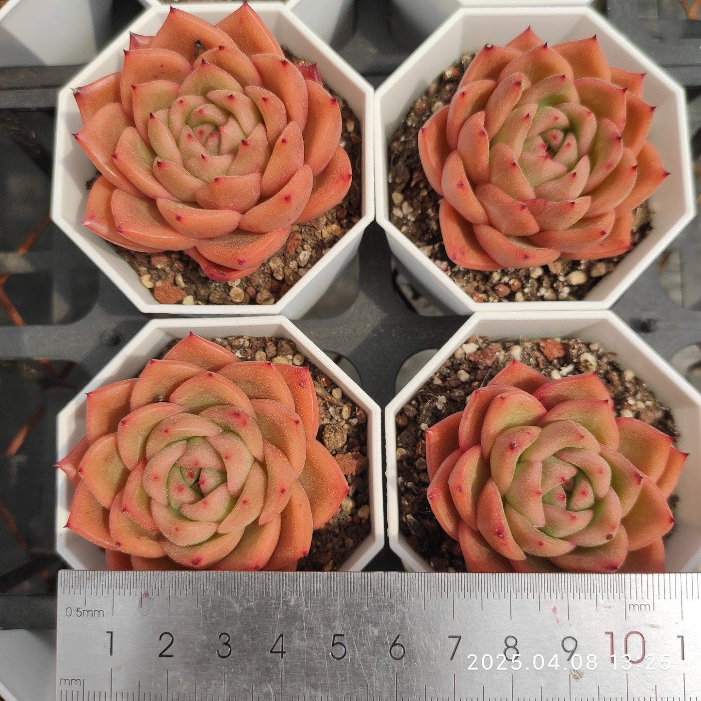WWA363 シャンペーン Hyb(50cm pot)