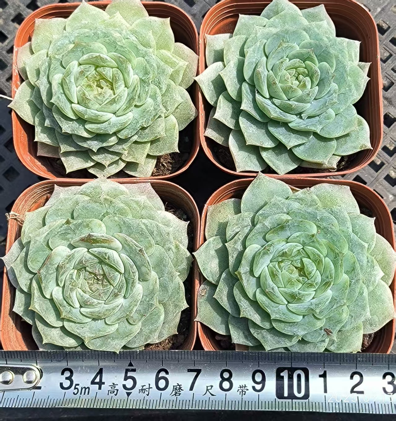 GR118 ピュアラブ(6.5cm pot)