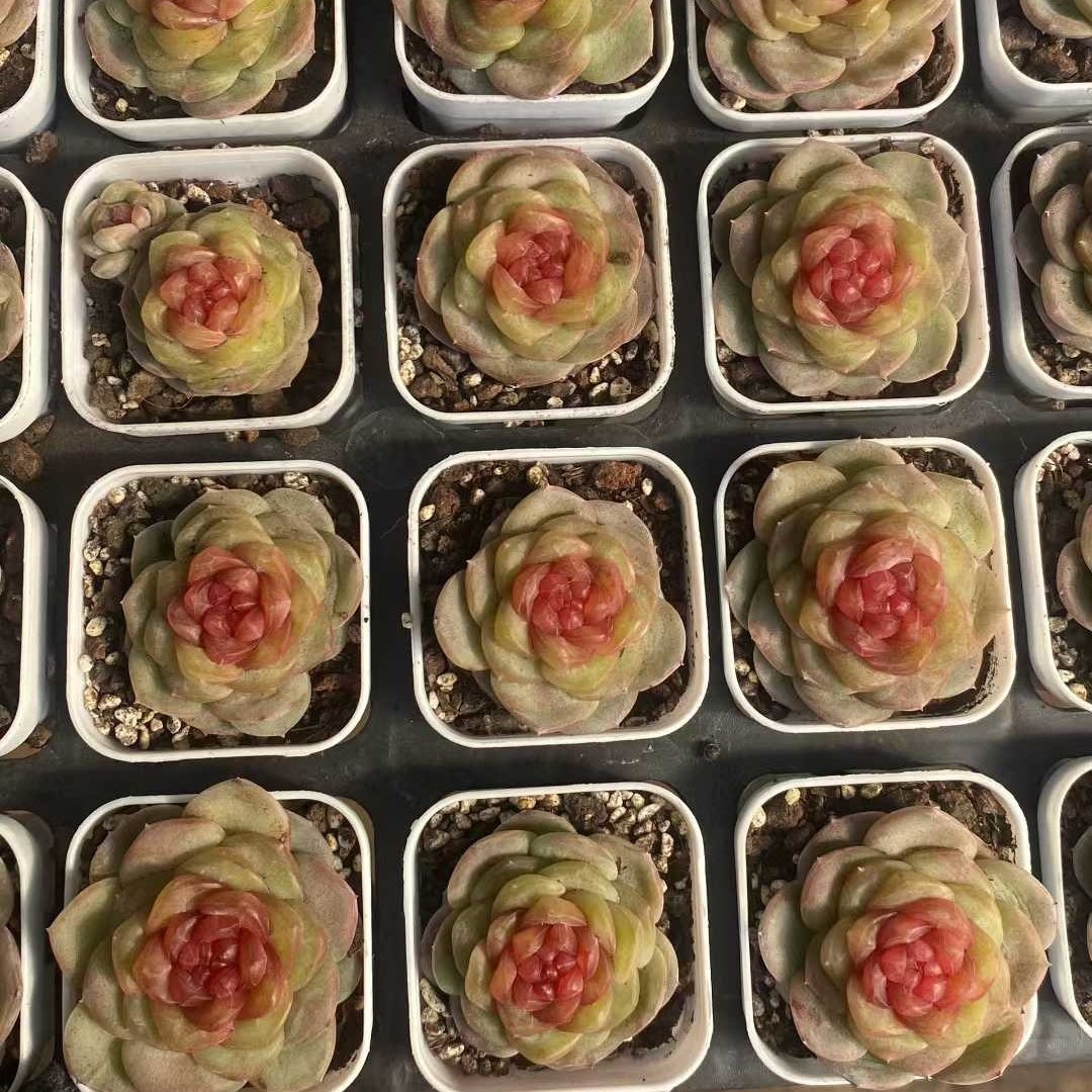 24783 アイス ミスト