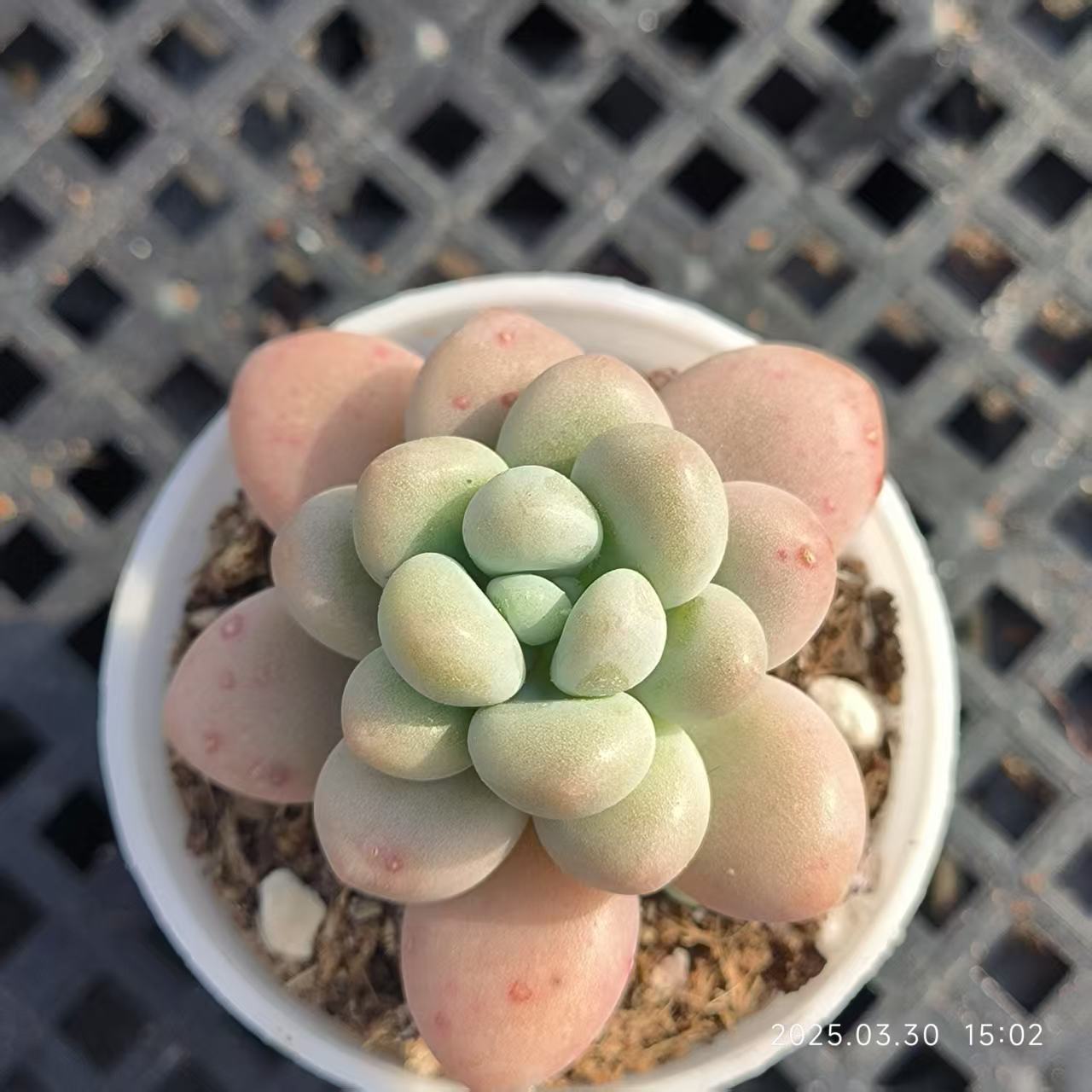 FFH247 レジェンド(5cm pot)