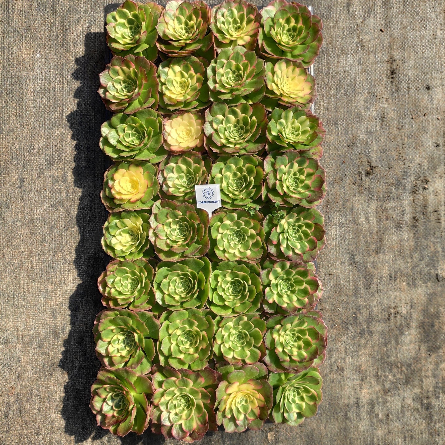 22302 アエオニウム シーキング