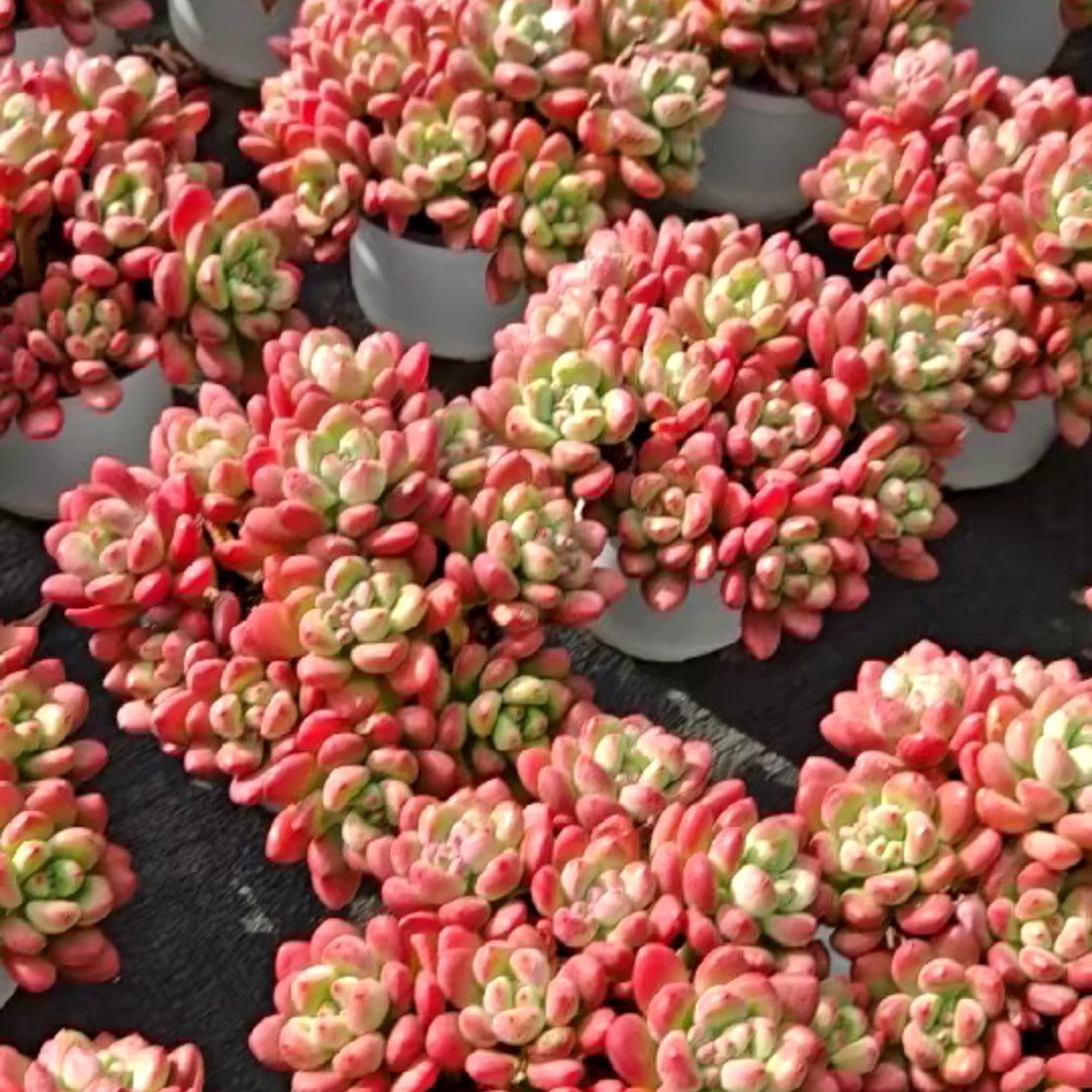 25180 パーフェクト フェアリー