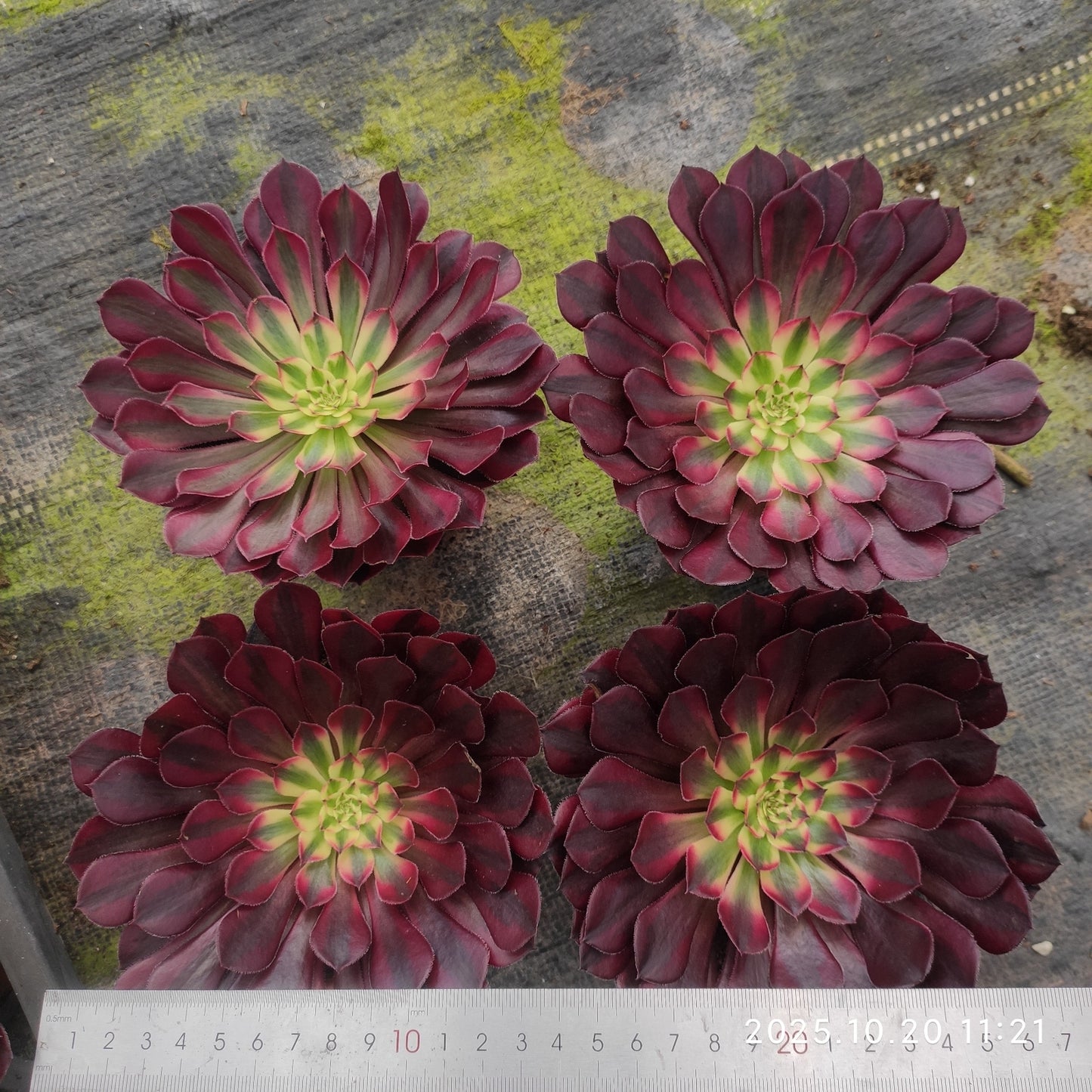 ZXX408 アエオニウム コッパーポット錦(12cm pot)