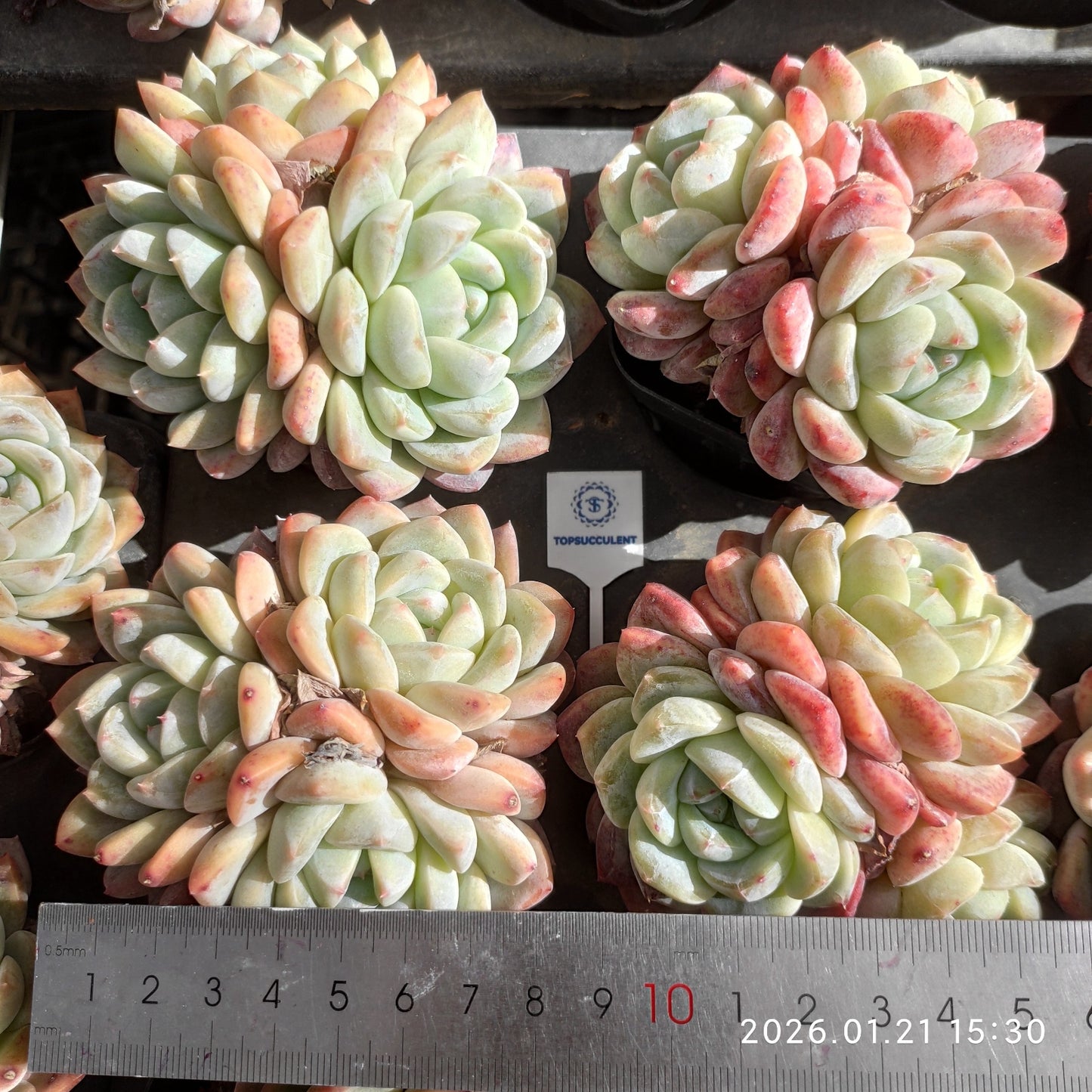 20085 アイスドール