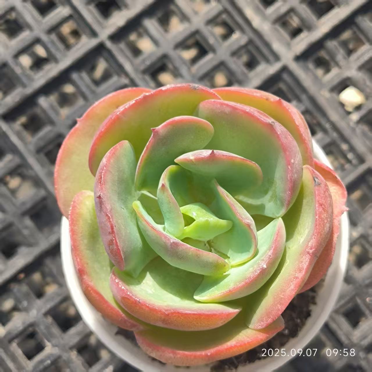 FFH358 ピーチプリデ(5.5cm pot)