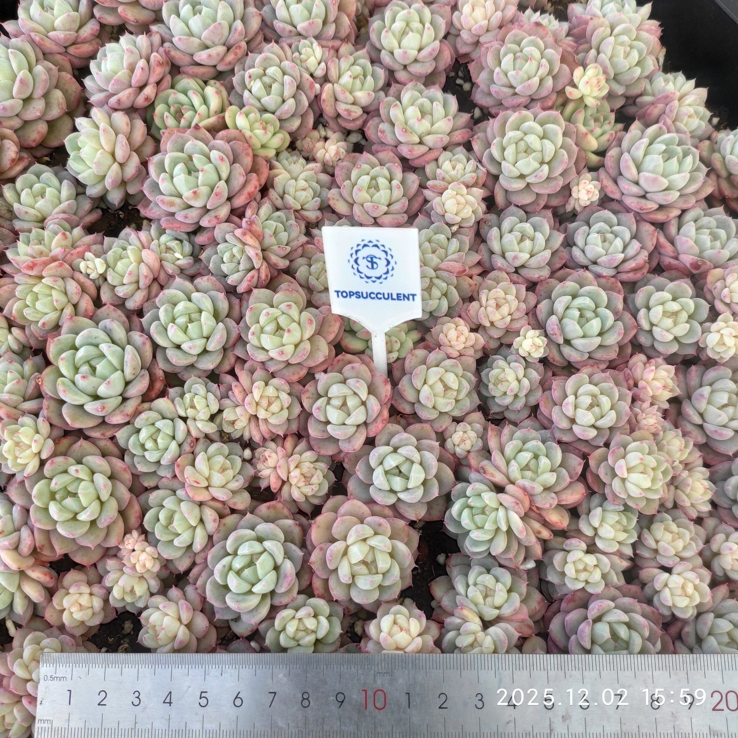 23059 モンローHyb(ポット苗)